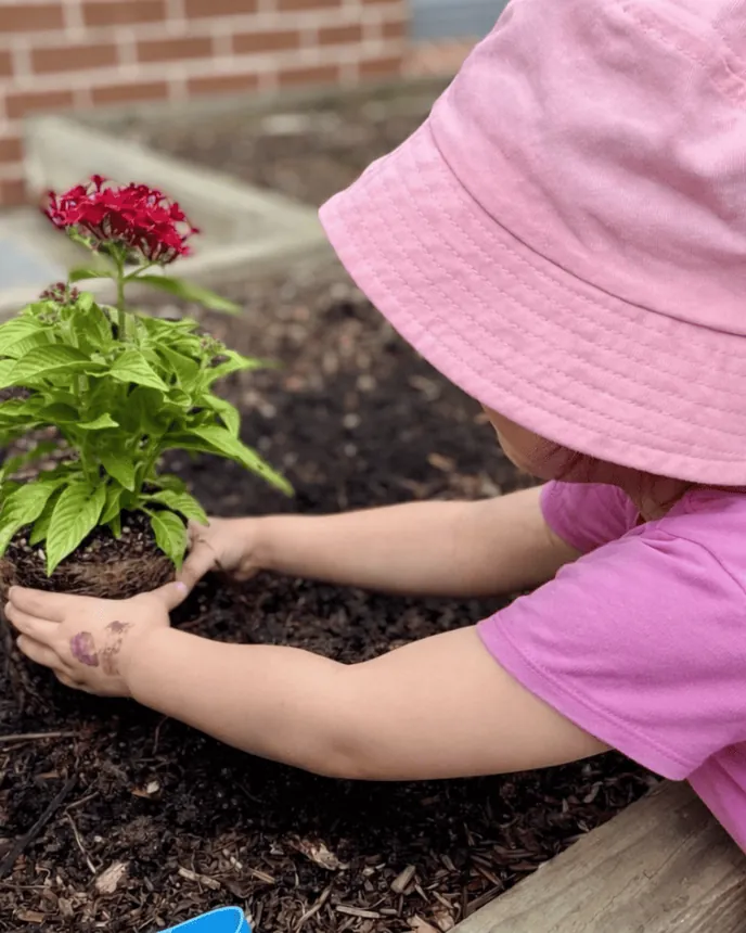 Child planting a seedling in the garden bed